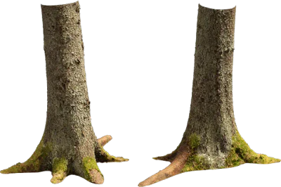nordic forest tree trunk spruce large 002 — Descargar