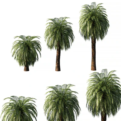 Macrozamia Moorei palm tree — Descargar