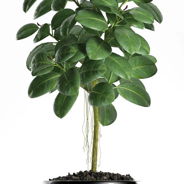 PLANTS 122 — Descargar