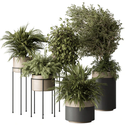 indoor Plant 442 - Tree and Bush — Вид 4