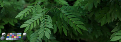 leaf 015 — download