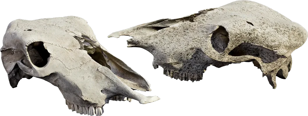 animal skull 003 — Descargar