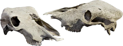 animal skull 003 — Descargar