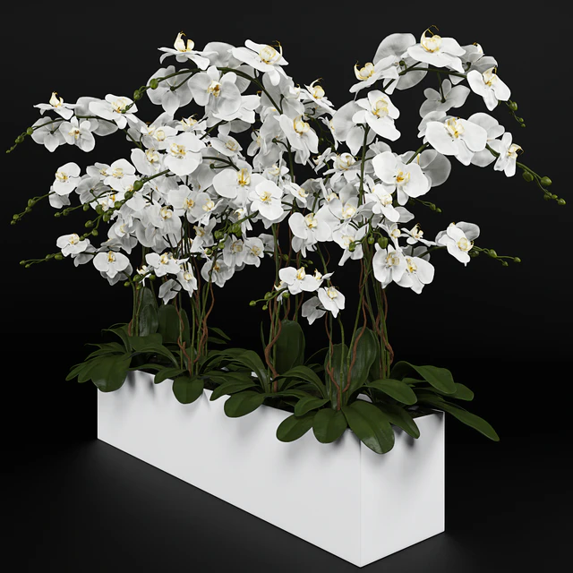 Орхидея (phalaenopsis) букет 3 — Скачать