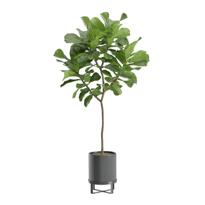 Ficus Lyrata in Dark Planters — Ver 3