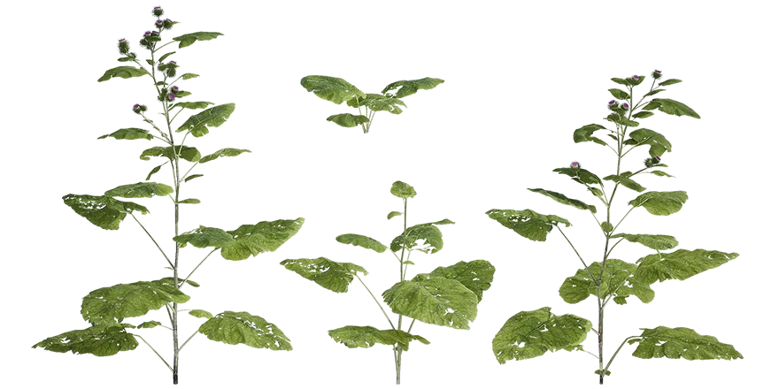 greater burdock 001 — Скачать