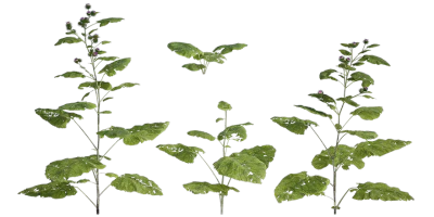 greater burdock 001 — Скачать