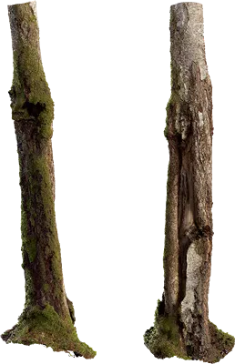 birch tree trunk 009 — Descargar