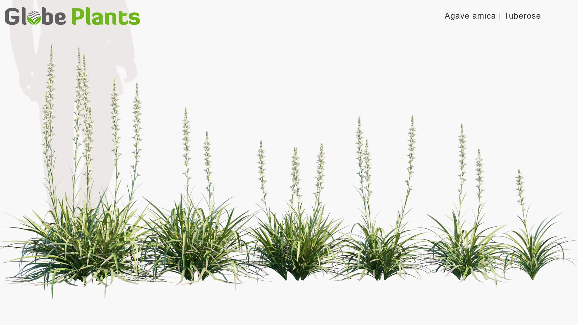 agave amica — Download