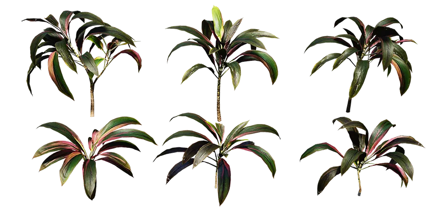 pink cordyline 001 — Descargar
