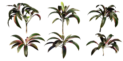 pink cordyline 001 — Descargar
