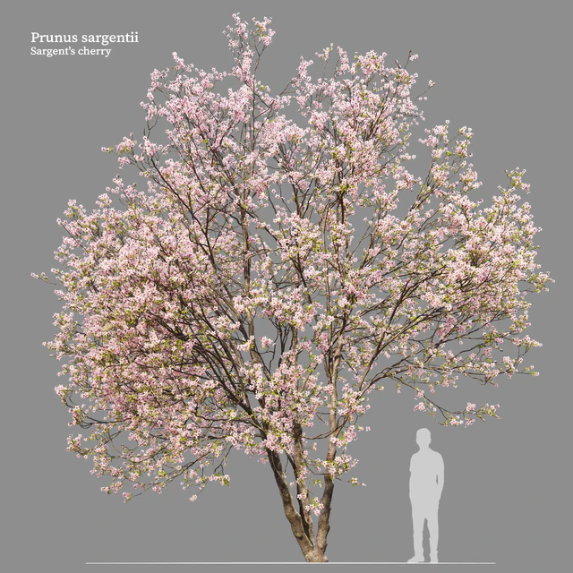 Prunus sargentii — Скачать