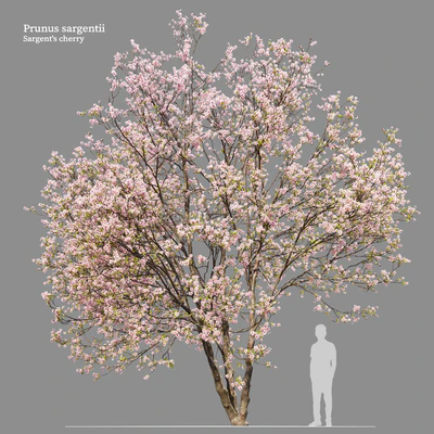 Prunus sargentii — Вид 2