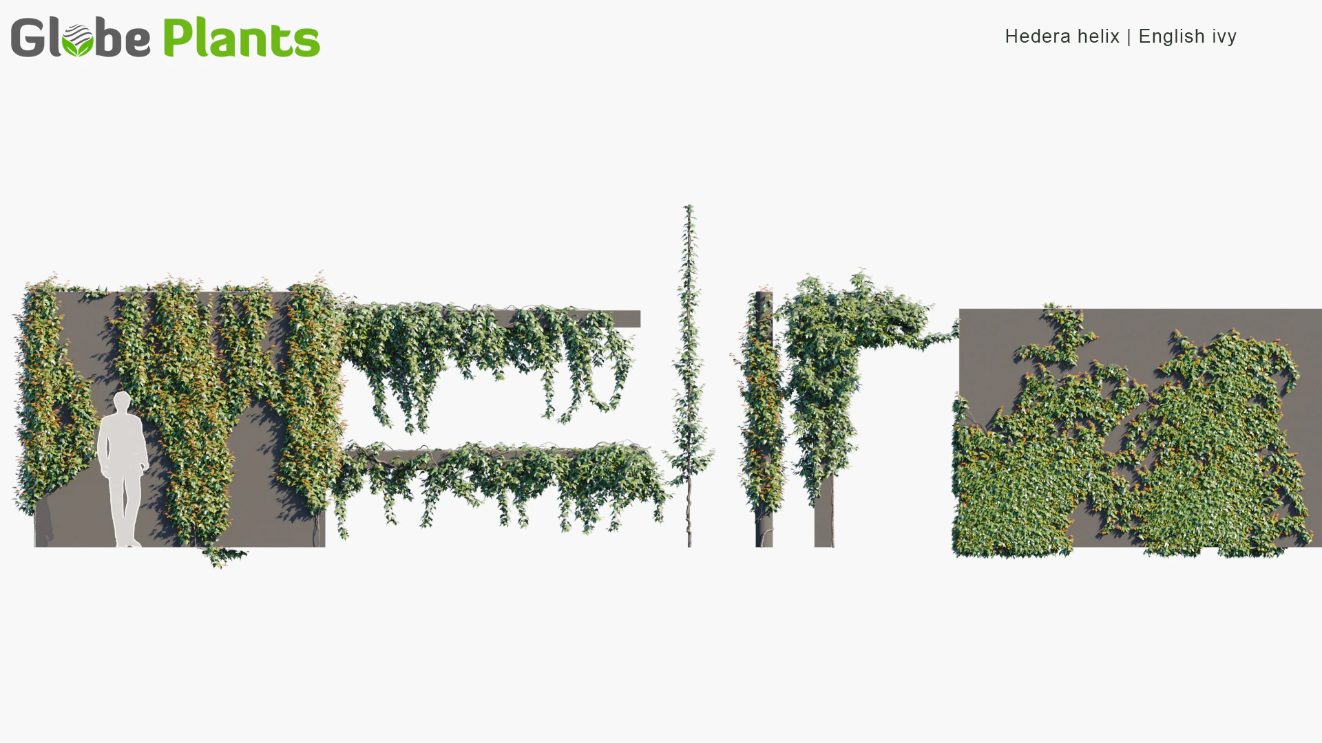 hedera helix — Download