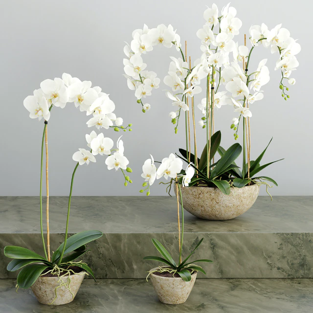 Orchid 2 — Descargar
