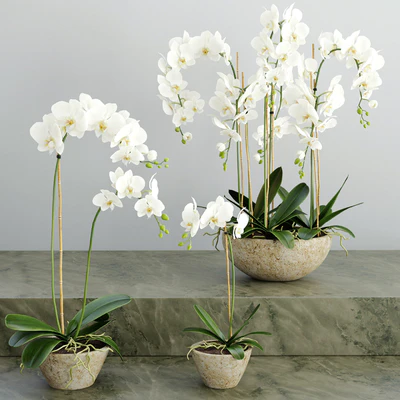 Orchid 2 — Ver 1