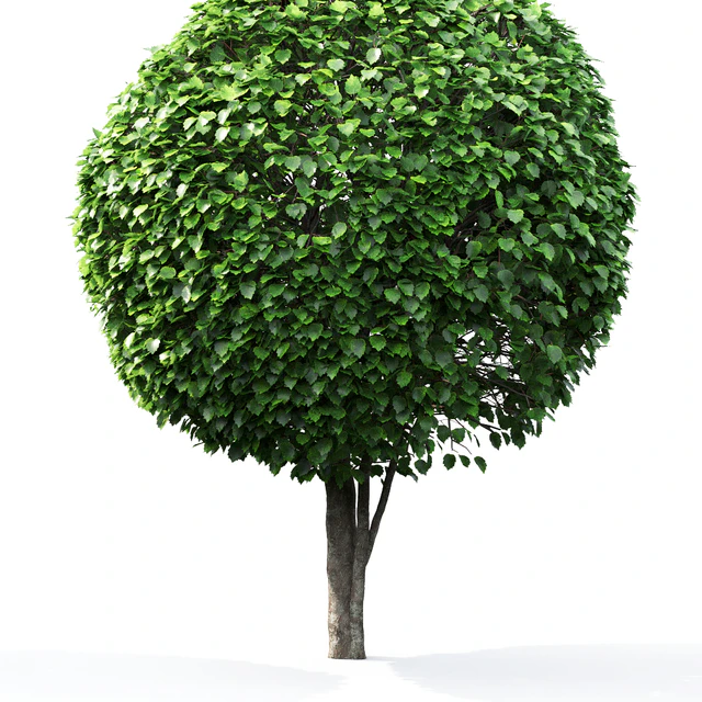 Crataegus globe # 1 — Descargar