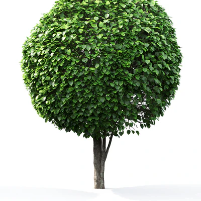 Crataegus globe # 1 — Ver 3