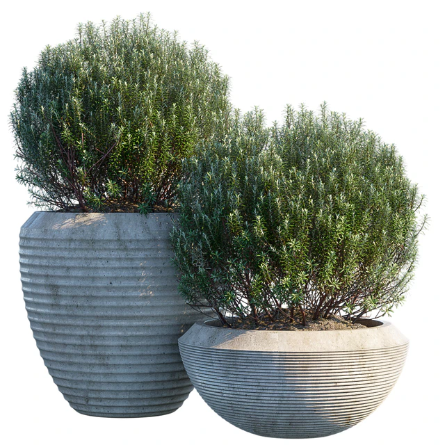 Plant in pots # 3 — Download
