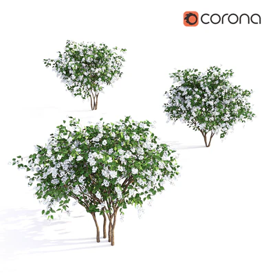 Philadelphus (shrub) — Ver 3