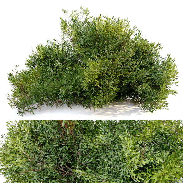 Bayberry bush — Скачать