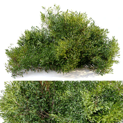 Bayberry bush — Вид 2