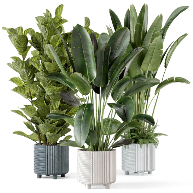 Indoor Planters in Cecilia Ficonstone Pot - Set 409 — Скачать