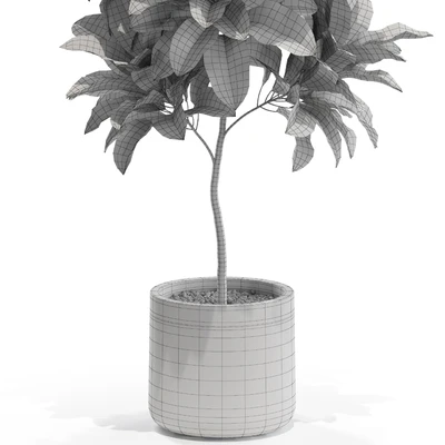 Plants collection 558 — Ver 2