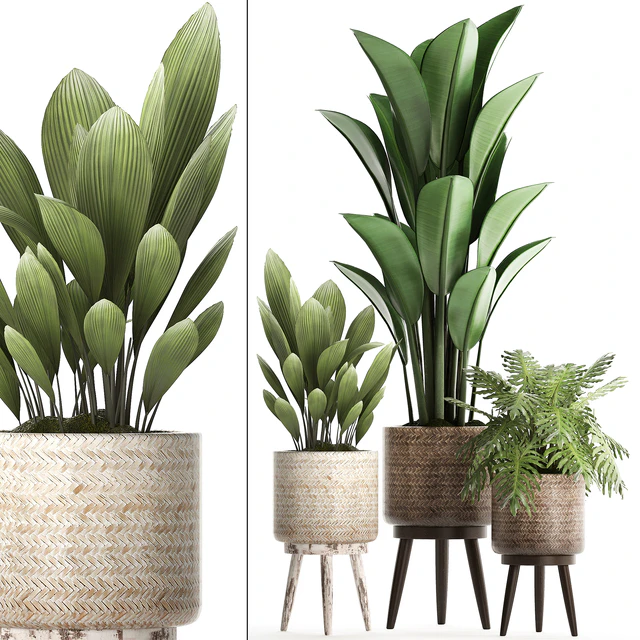Plant Collection 428. basket, rattan, strelitzia, philodendron, palm grass, indoor plants, scandinavian style, eco design, natural decor — Descargar