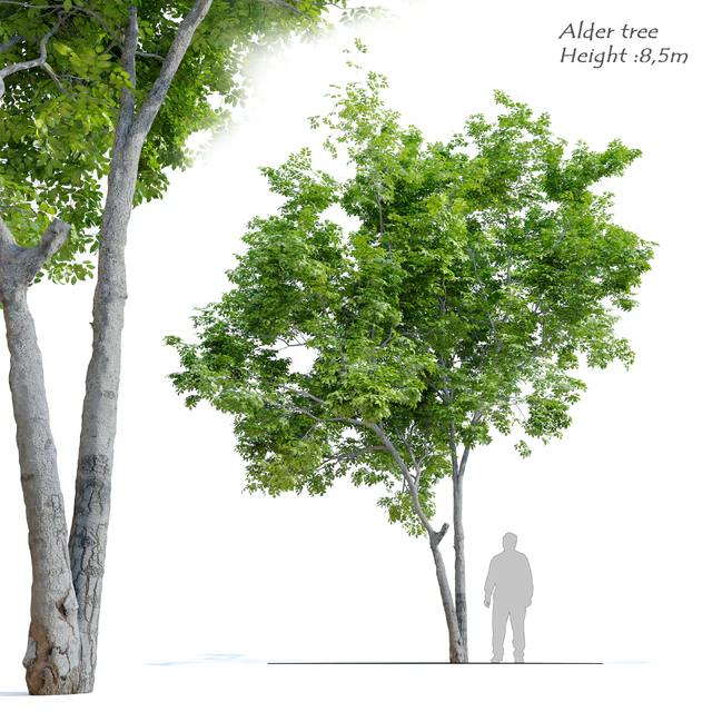 Red Alder (Alnus rubra) — Descargar