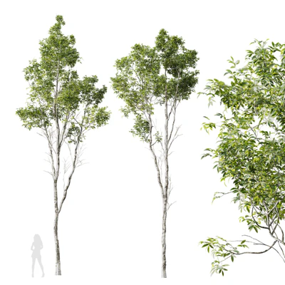 HQ Plants Castanea Sativa — descargar