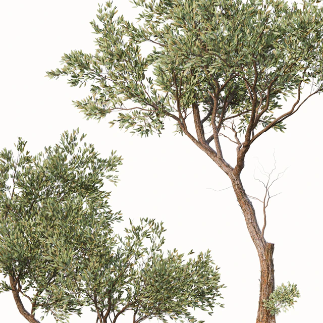 Set of Fruitless Olive Trees (Olea Europaea) (2 Trees) — Descargar