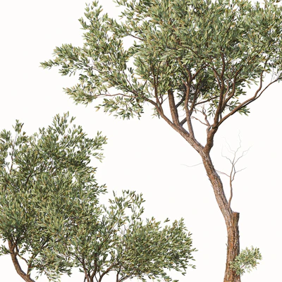 Set of Fruitless Olive Trees (Olea Europaea) (2 Trees) — Ver 3