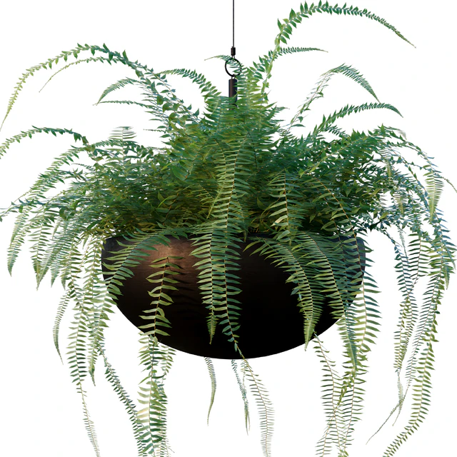 Nephrolepis cordifolia | Plant set # 10 — Descargar