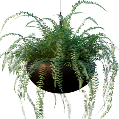 Nephrolepis cordifolia | Plant set # 10 — Ver 2