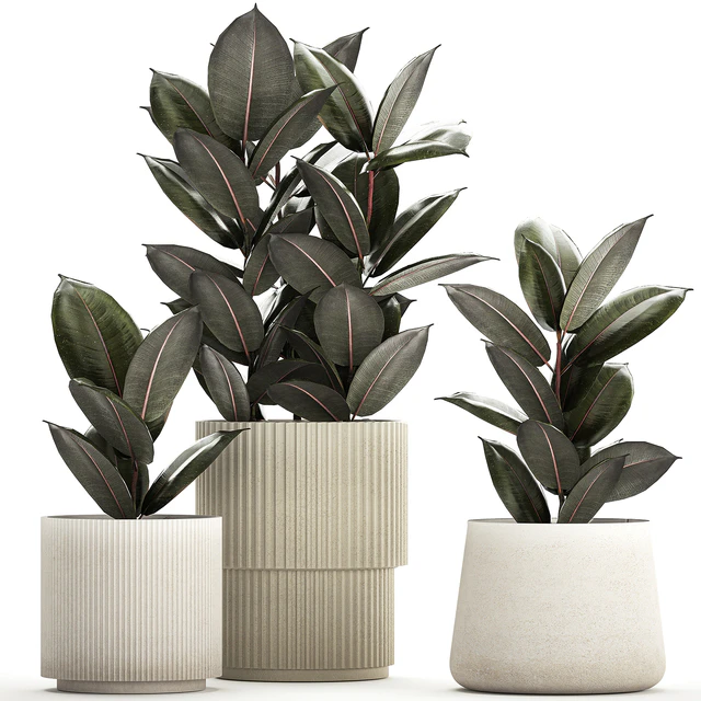 Beautiful tree in a pot Ficus rubbery, elastica, Ficus Abidjan, Ficus Robusta. Plant collection 1246 — Descargar