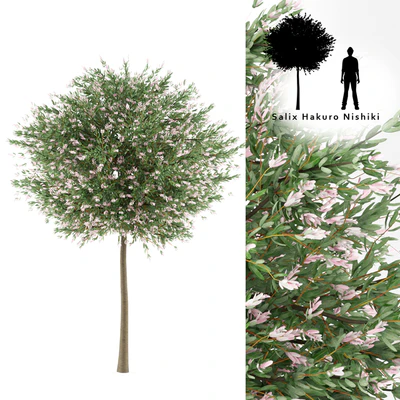Willow whole-leafed tree | Salix integra 'Hakuro Nishiki' — Ver 1