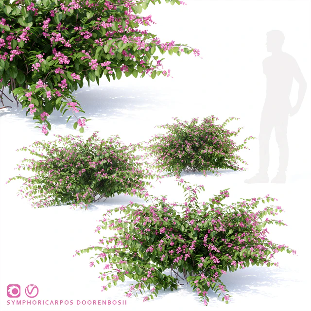 Снежноягодник доренбоза куст| Symphoricarpos doorenbosii — Скачать