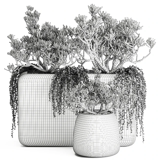 A collection of small exotic hanging succulents plants in black pots with a fat woman, Crassula. Set 811. — Descargar