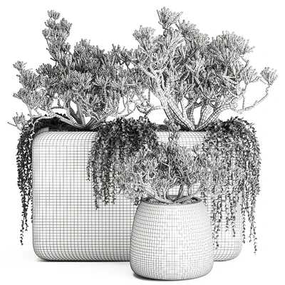 A collection of small exotic hanging succulents plants in black pots with a fat woman, Crassula. Set 811. — Ver 2