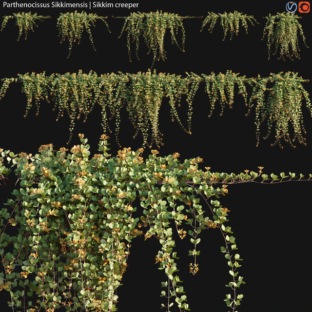 Parthenocissus Sikkimensis - Sikkim creeper - 02 — Descargar