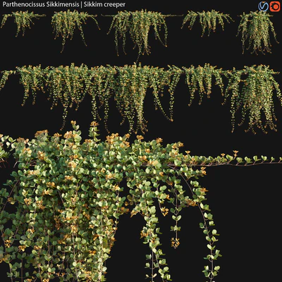 Parthenocissus Sikkimensis - Sikkim creeper - 02 — Ver 1