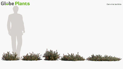 darwinia taxifolia — descargar