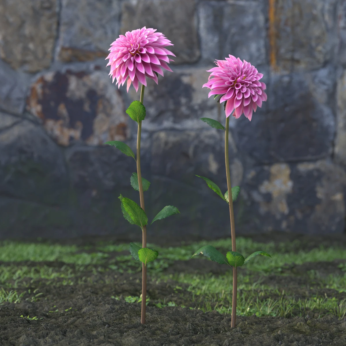 garden flowers 026 — Descargar