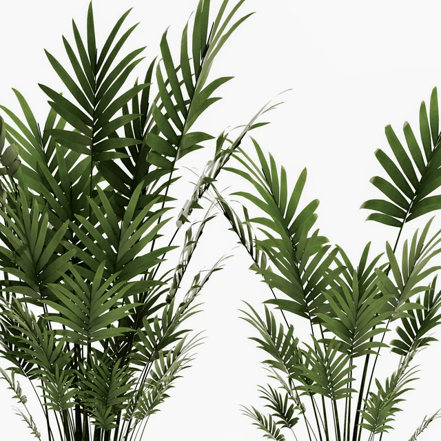 A collection of palms in pots 4. house palm, hovea, kentia, indoor, interior, eco design, pot — Descargar