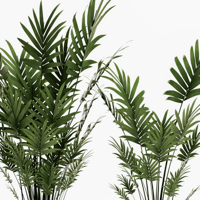 A collection of palms in pots 4. house palm, hovea, kentia, indoor, interior, eco design, pot — Ver 4