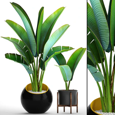 Collection of plants 79. Ravenala. Strelitzia, Ravenala, thickets, bushes, tropical, exotic, outdoor, flowerpot, banana palm — Ver 1