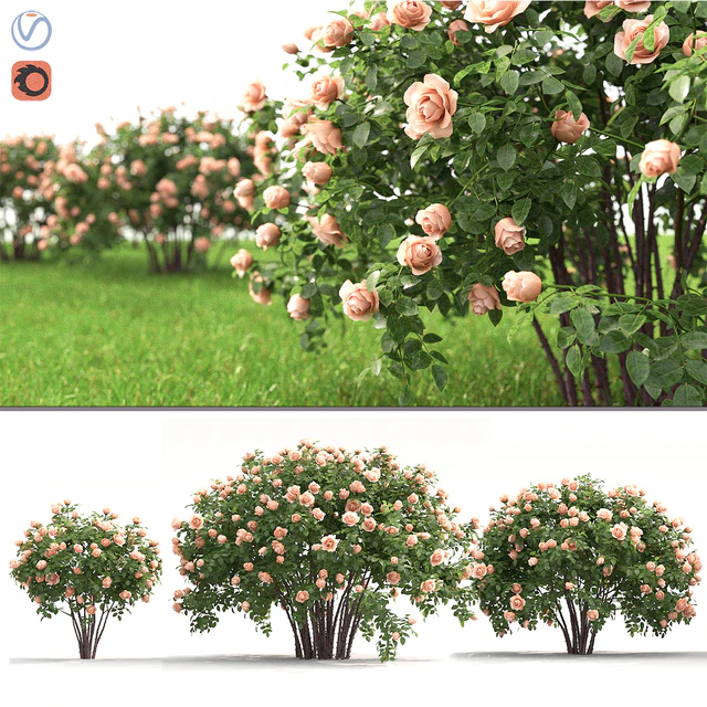 Rose — Скачать