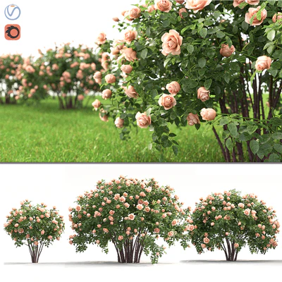 Rose — Вид 1