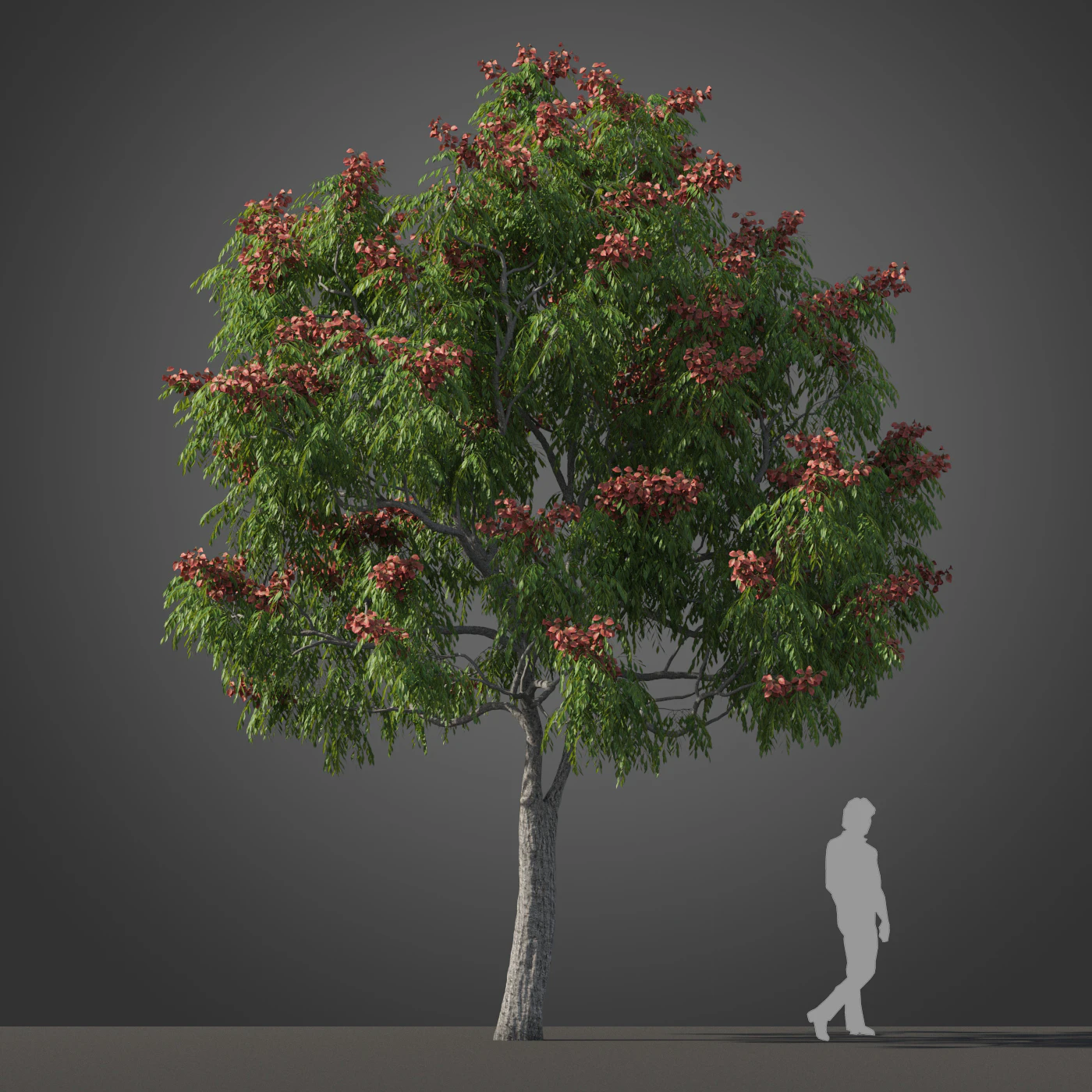 subtropical trees 035 — Descargar